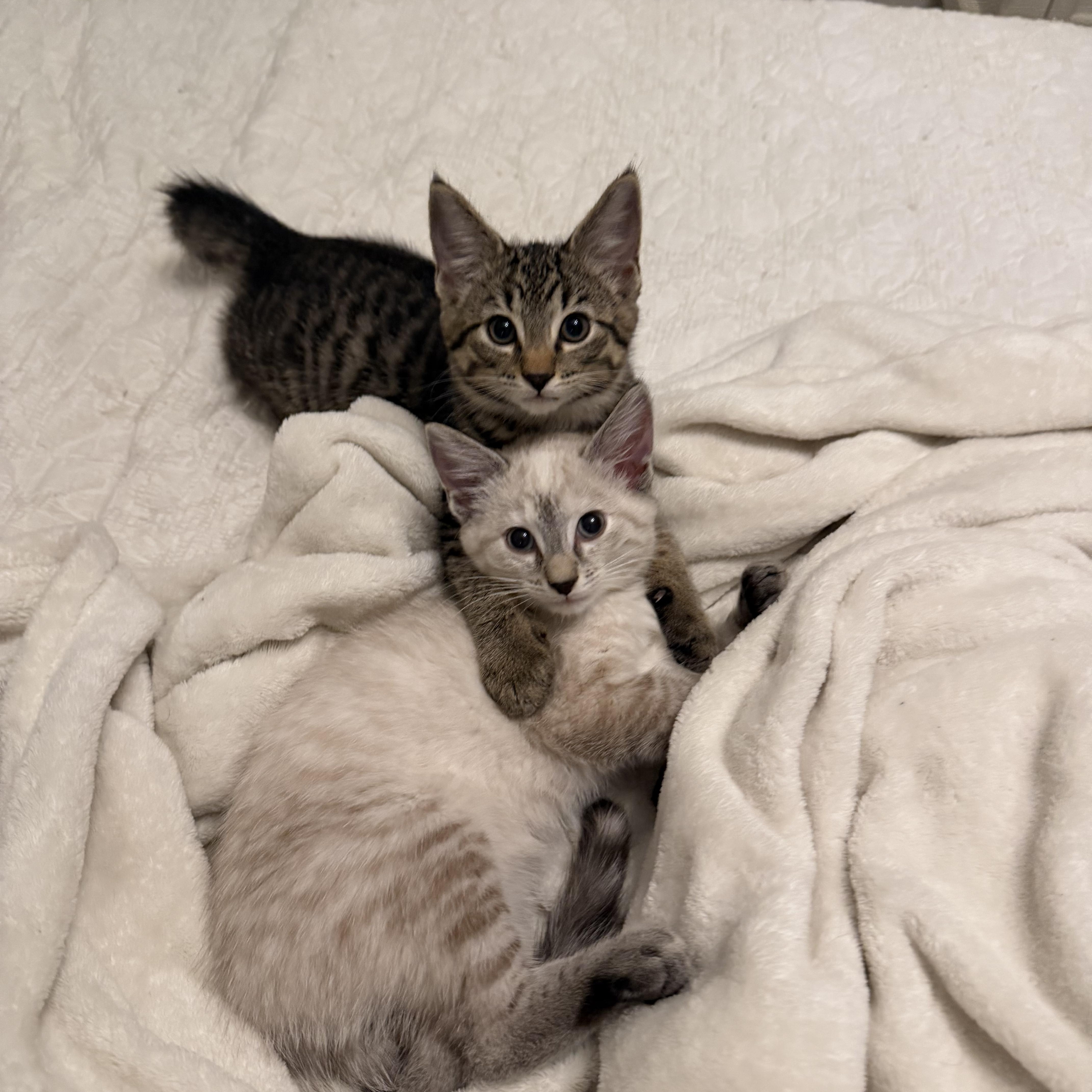 A baby medium-sized female Tabby (Brown / Chocolate) Tabby cat named Nessie for adoption in Columbus, OH