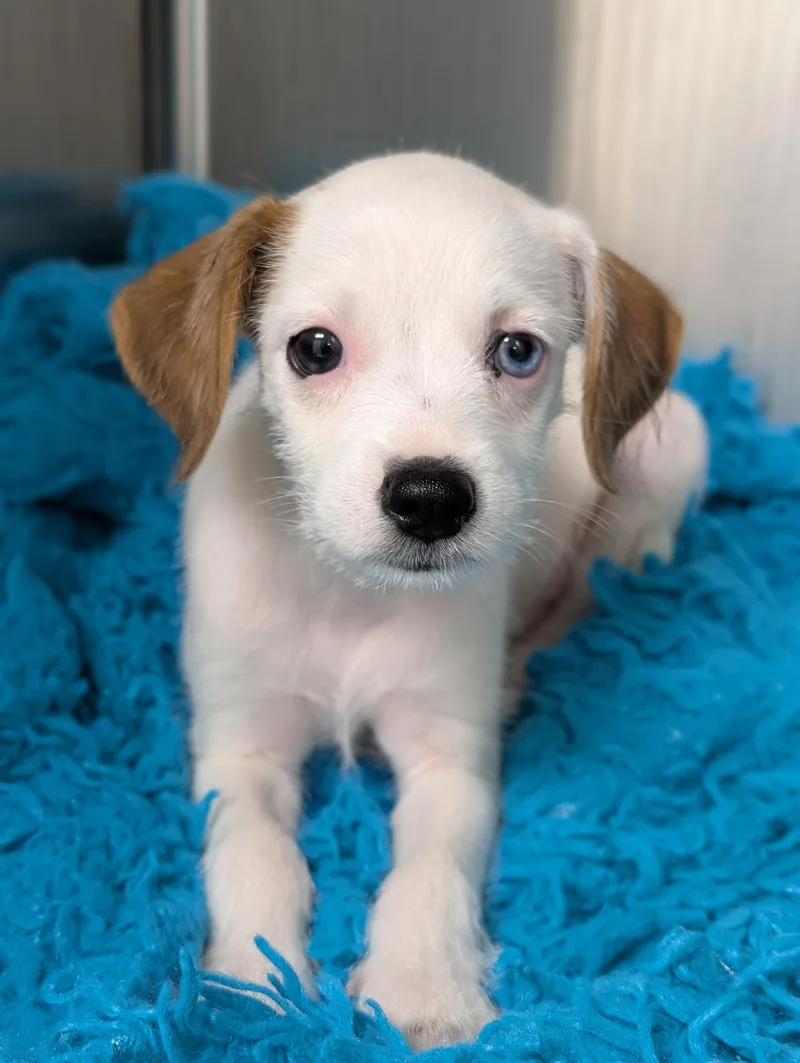 A baby small-sized female Terrier dog named S'mores for adoption in New Orleans, LA