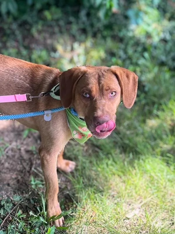 A young medium-sized male Golden Mixed Breed dog named Hudson for adoption in Cincinnati, OH