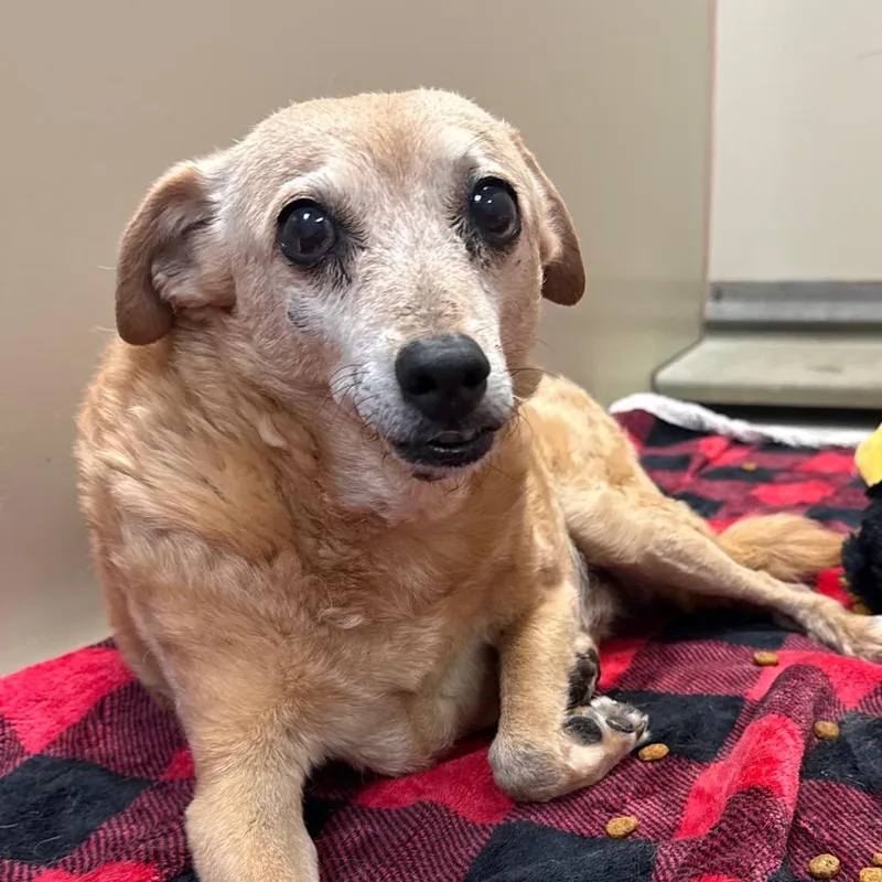 A senior small-sized male Yellow / Tan / Blond / Fawn Chihuahua dog named Hot Dog for adoption in Flagstaff, AZ