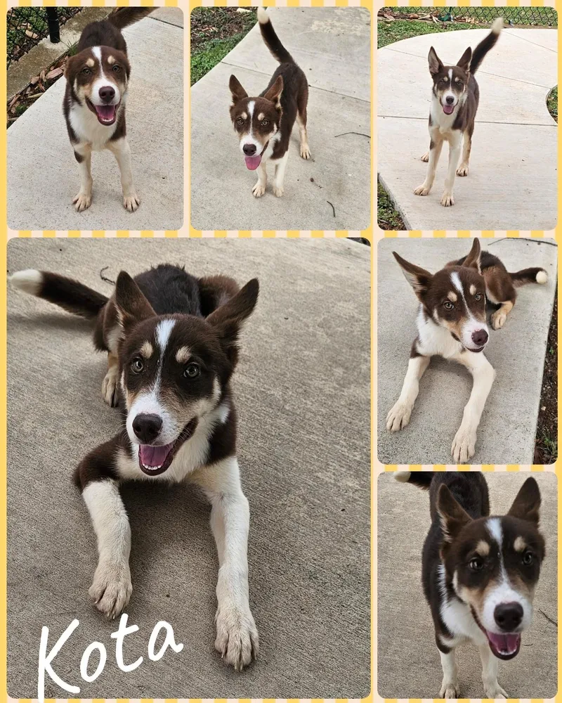 A young medium-sized male Red / Chestnut / Orange Husky dog named Kota for adoption in Universal City, TX