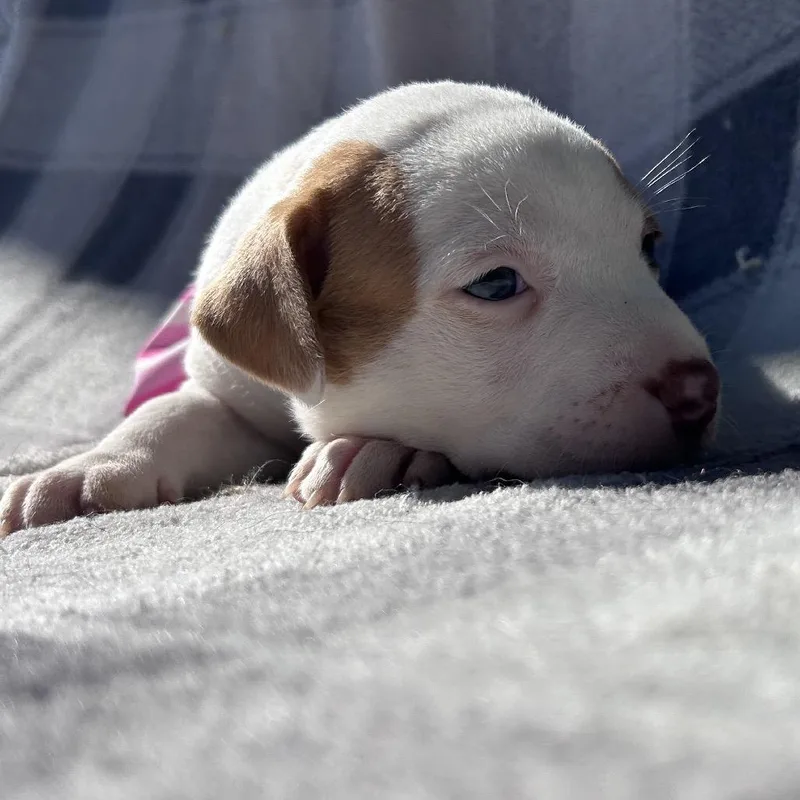 A baby small-sized female Mixed Breed dog named Wendy for adoption in Mount Gilead, NC