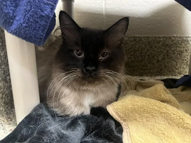 An adult large-sized male Domestic Long Hair cat named Sir Floofy for adoption in Colorado Springs, CO