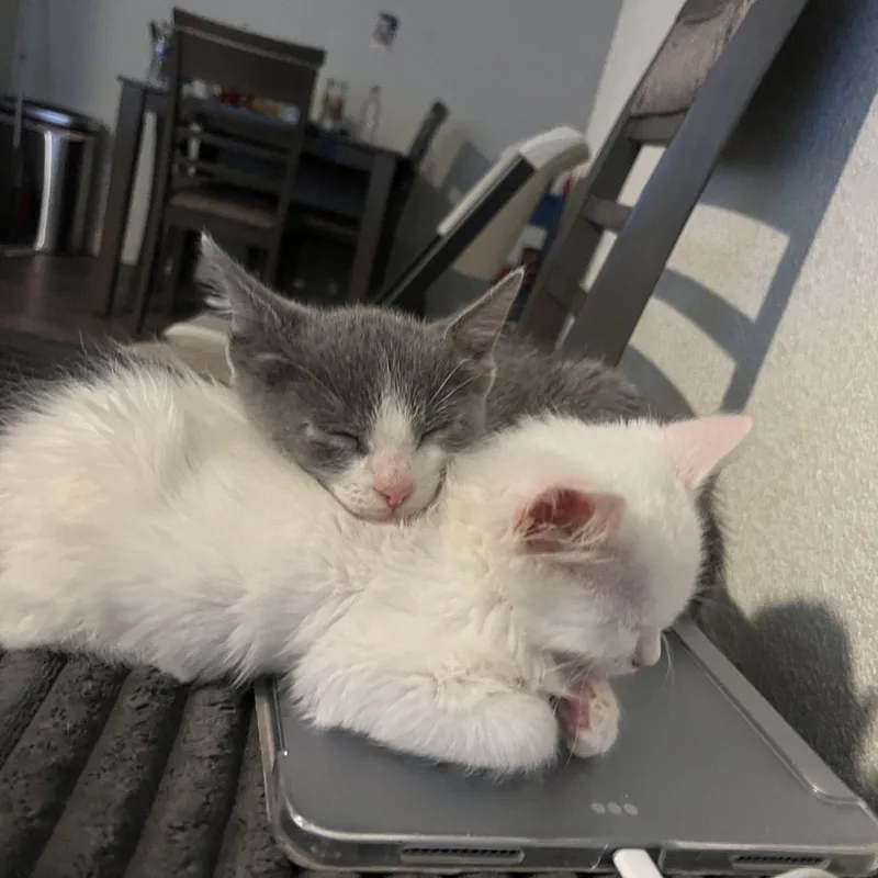 A baby medium-sized male Gray & White Domestic Short Hair cat named Scout for adoption in Davis, CA