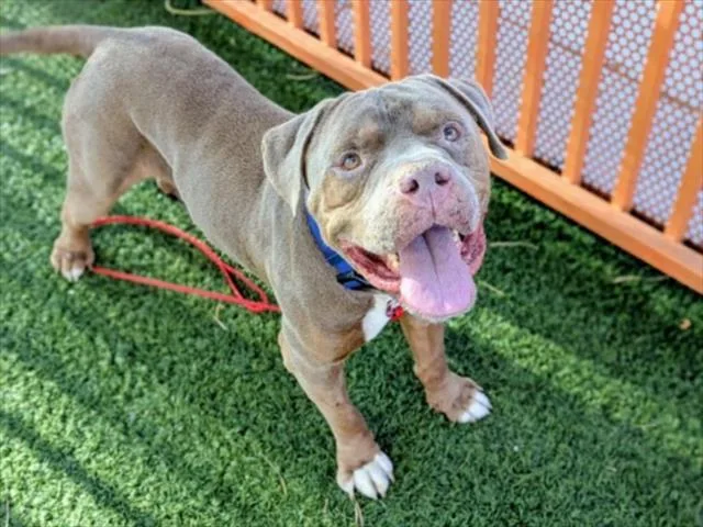 Satchamo thumbnail 2