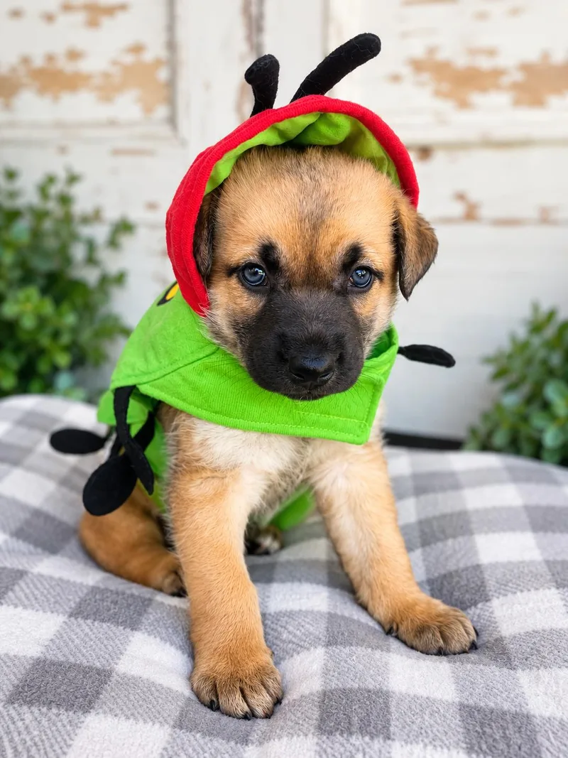A baby medium-sized male Apricot / Beige German Shepherd Dog named Skipper The Captain of for adoption in Menifee, CA
