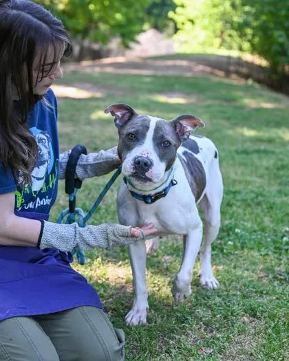 An adult medium-sized female Mixed Breed dog named Mateen for adoption in Chamblee, GA
