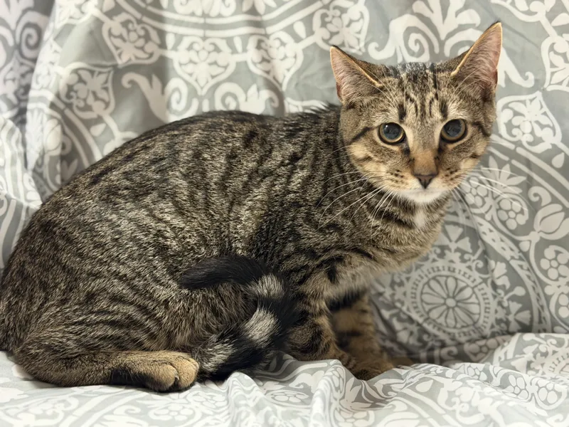 A young medium-sized male Tabby (Brown / Chocolate) Tabby cat named Jasper for adoption in Columbia, SC