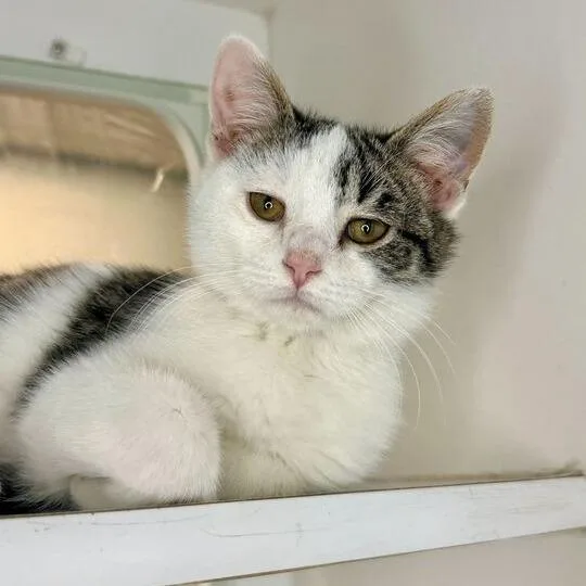 A young large-sized female White Domestic Medium Hair cat named Moomies for adoption in Matteson, IL