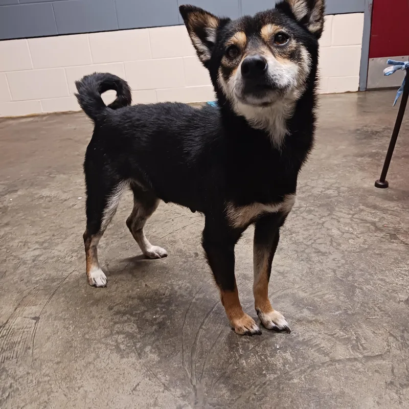 An adult small-sized female Shiba Inu dog named Nebula for adoption in Saint Marys, WV