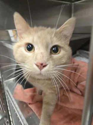 An adult large-sized male Domestic Short Hair cat named Fireball for adoption in West Chester, PA