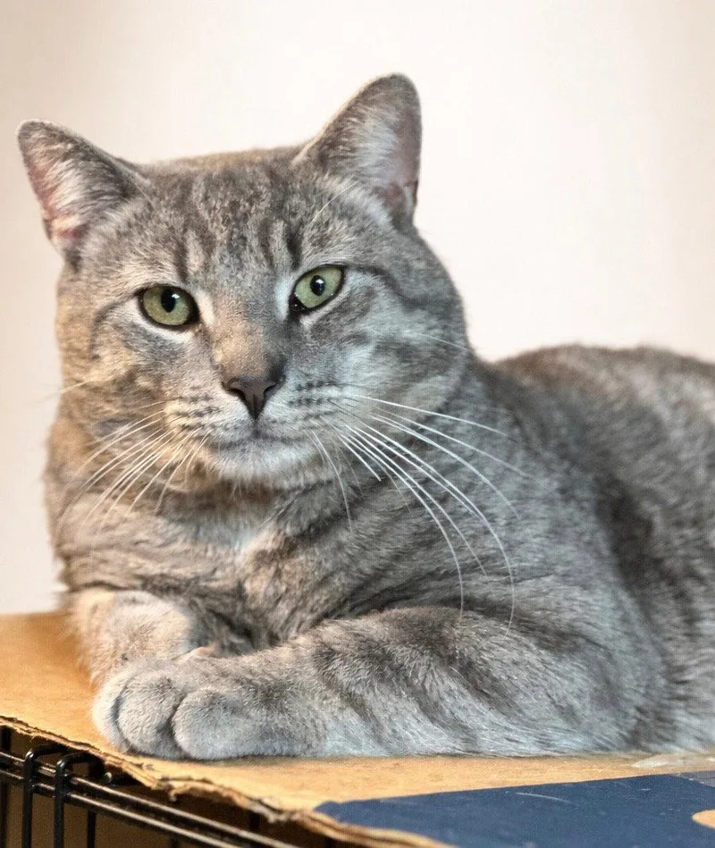 An adult large-sized male Gray / Blue / Silver Domestic Short Hair cat named Ricky for adoption in Newtown Square, PA