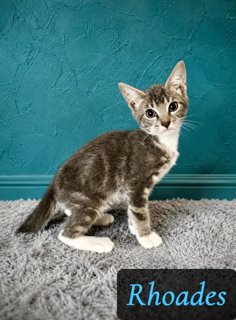 A baby medium-sized male Gray & White Domestic Short Hair cat named Rhoades for adoption in Englewood, FL