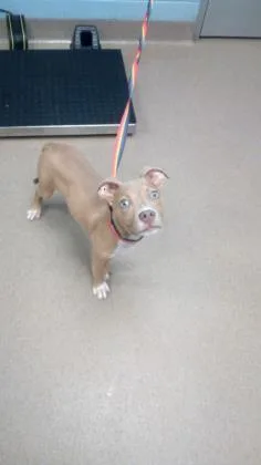 An adult medium-sized male Mixed Breed dog named Tomatillo for adoption in Chamblee, GA