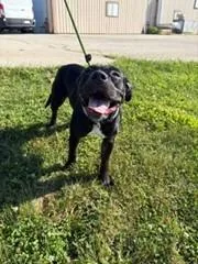 An adult medium-sized female Pit Bull Terrier dog named Harriet for adoption in Urbana, IL