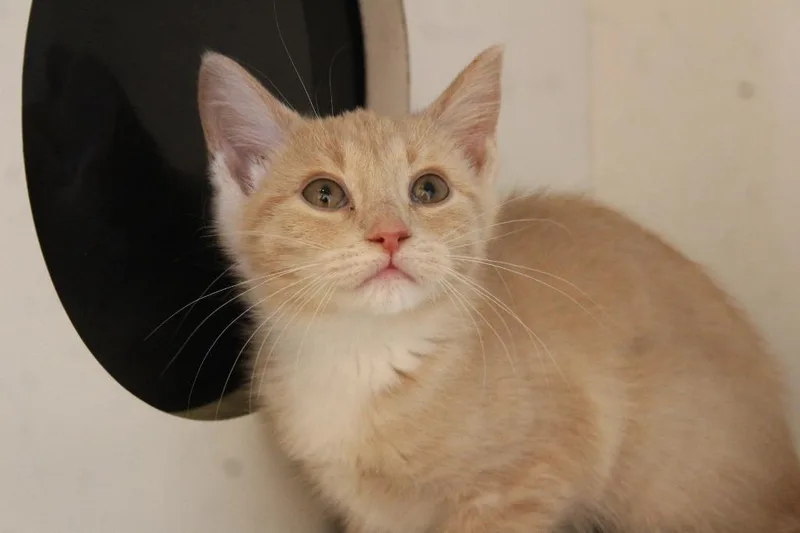 A baby medium-sized female Orange & White Domestic Short Hair cat named Zoowee Momma for adoption in Chestertown, MD