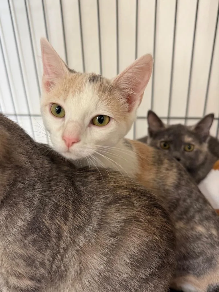 A baby medium-sized female Domestic Short Hair cat named Party City for adoption in Cincinnati, OH