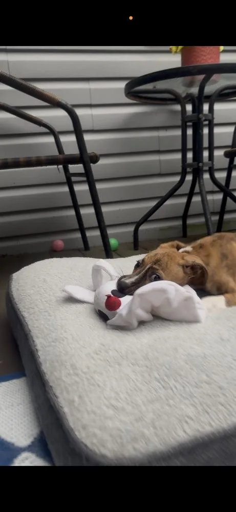 A baby medium-sized female White / Cream Mixed Breed dog named Pinkie Pie for adoption in Clinton Township, MI