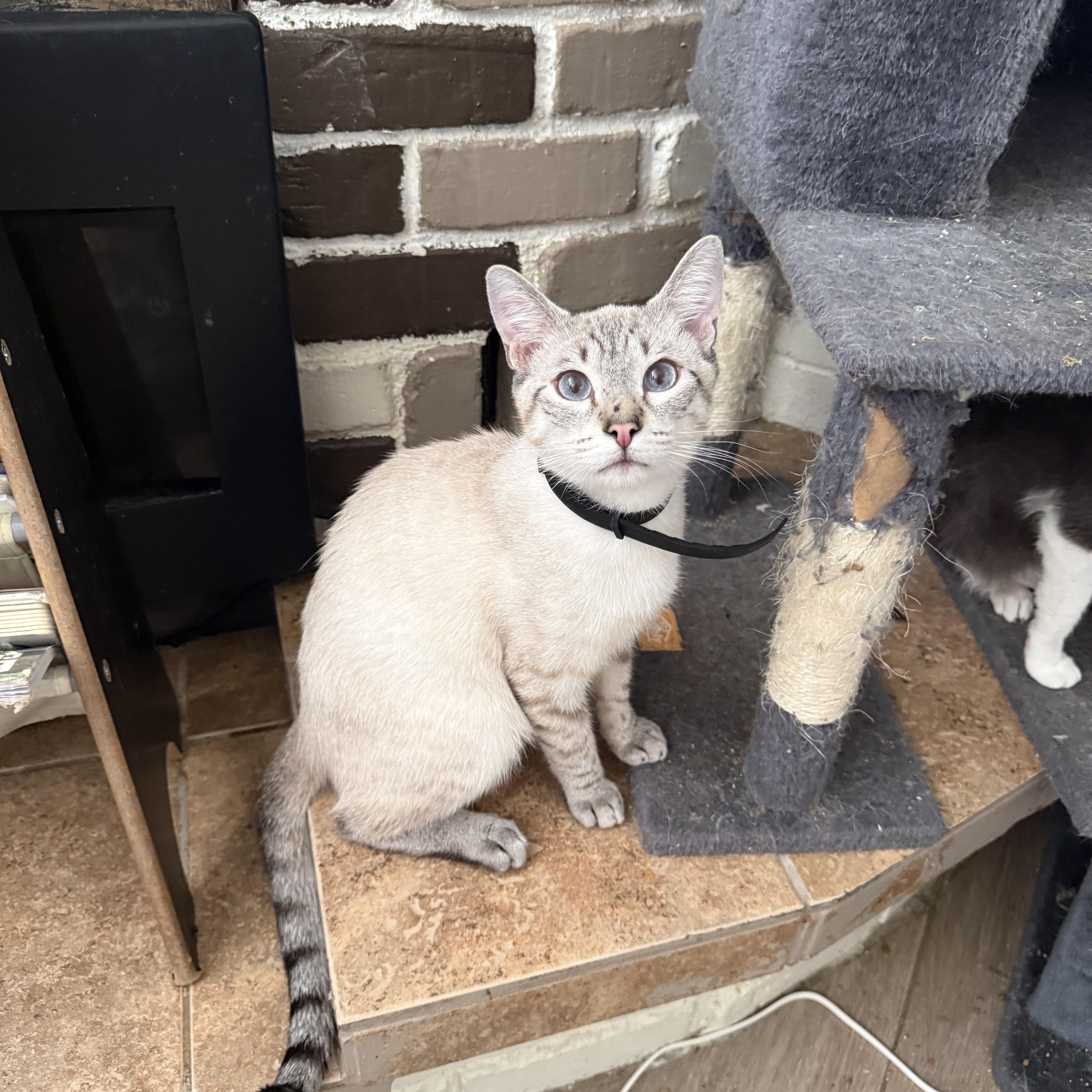 An adult large-sized male Blue Point Siamese cat named Wonton for adoption in Fresno, CA
