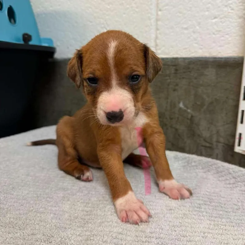 A baby medium-sized male Yellow / Tan / Blond / Fawn Mixed Breed dog named Timber for adoption in Mocksville, NC