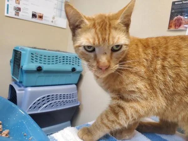 An adult small-sized female Domestic Short Hair cat named Nevada for adoption in Oceanside, CA