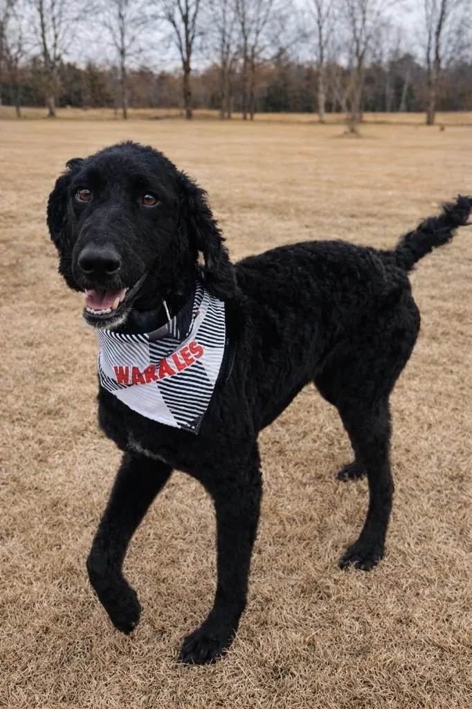 A young large-sized male Poodle dog named King Caspian for adoption in Princeton, MA