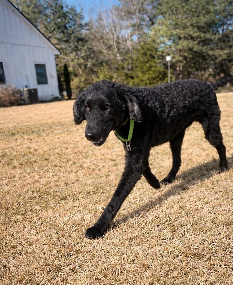 King Caspian thumbnail 2