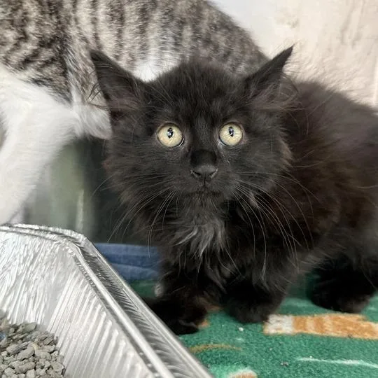 A baby small-sized female Black Domestic Long Hair cat named Chloe for adoption in Matteson, IL