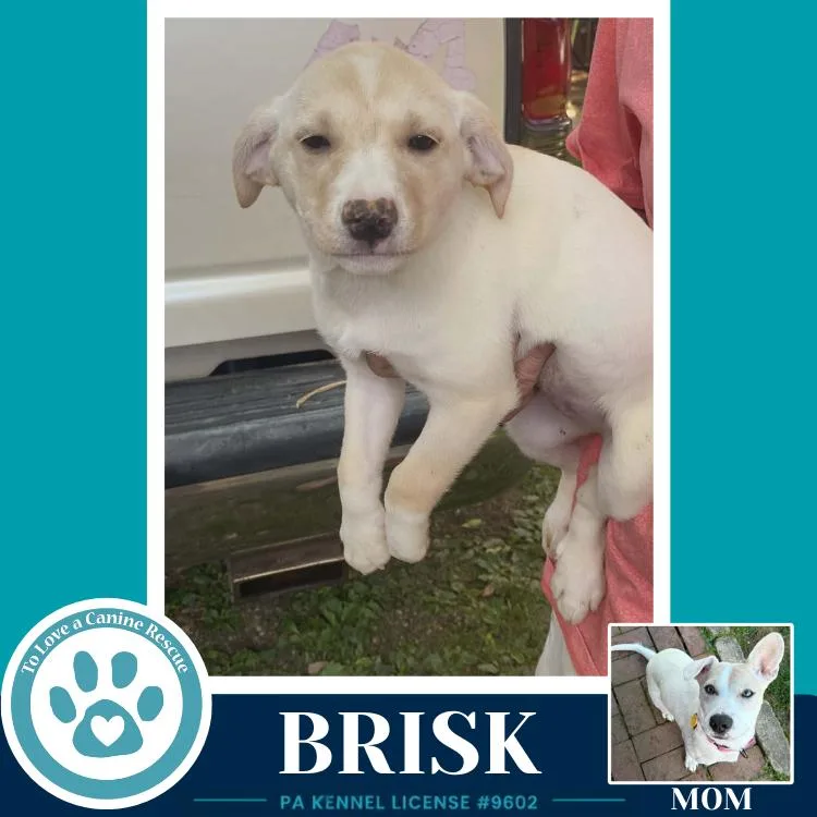 Brisk