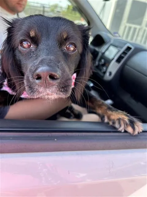 A young medium-sized female Flat-Coated Retriever dog named Sasha for adoption in San Antonio, TX