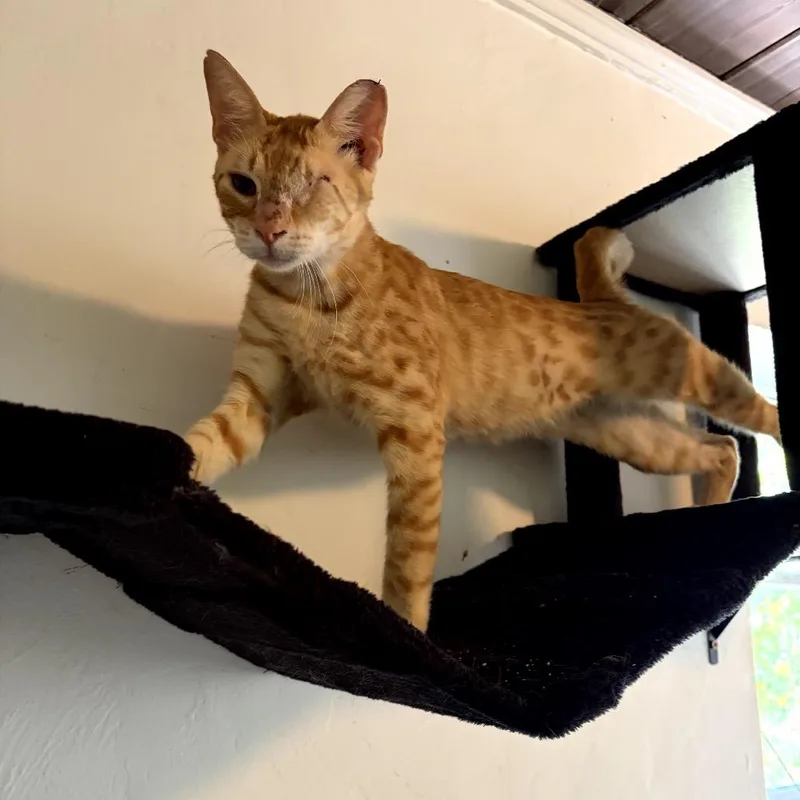 A young medium-sized male Orange / Red Domestic Short Hair cat named Ollie for adoption in Juno Beach, FL