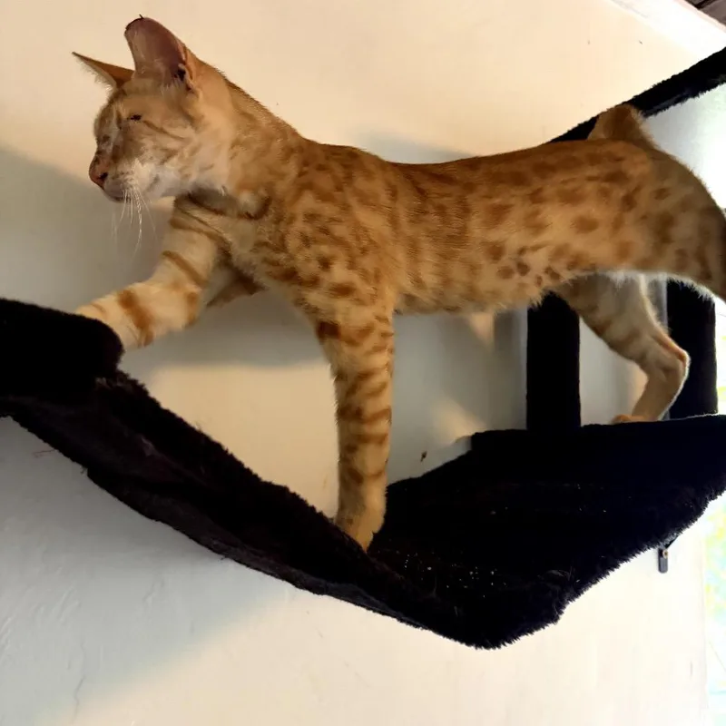 Ollie thumbnail 2