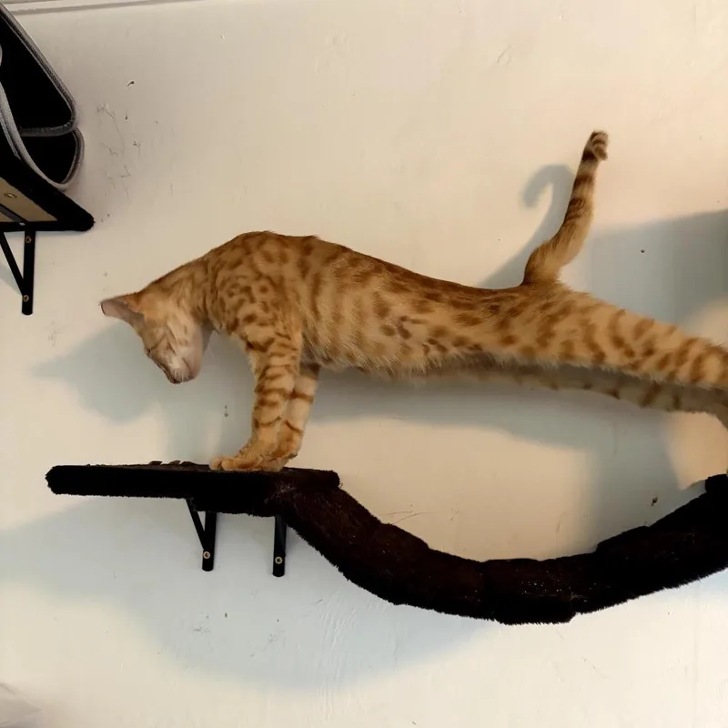 Ollie thumbnail 3
