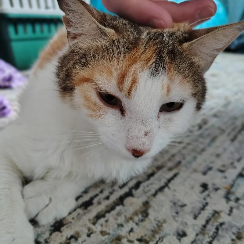 An adult medium-sized female Calico Domestic Short Hair cat named Puddle Jumper for adoption in Chattanooga, TN