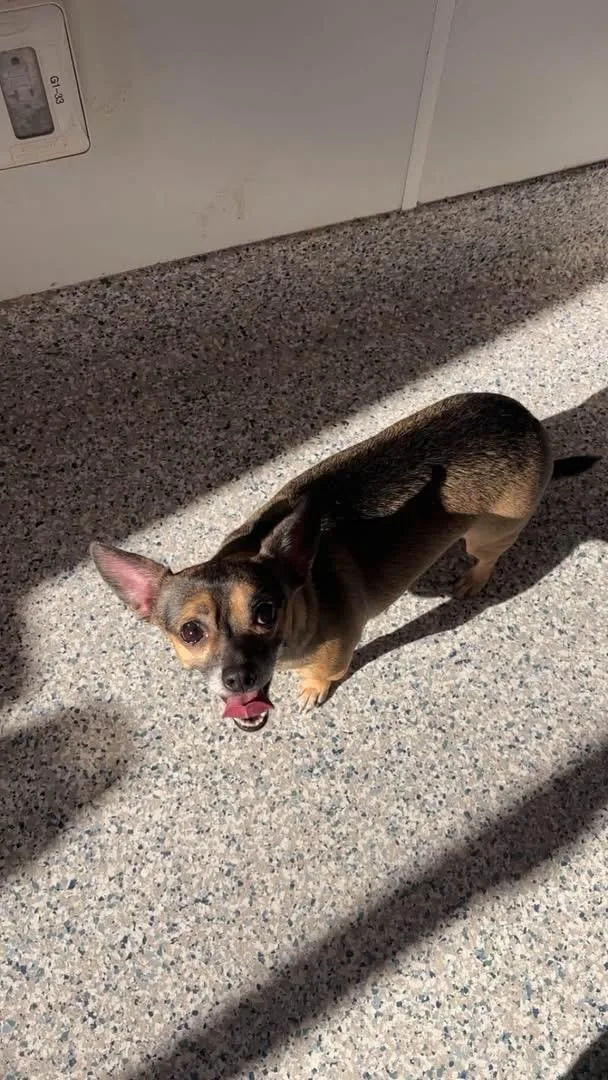An adult small-sized female Chihuahua dog named Chip & Kona for adoption in Prineville, OR