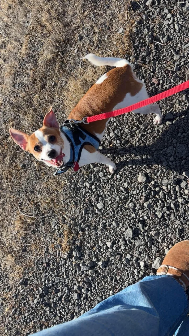 Chip & Kona thumbnail 2