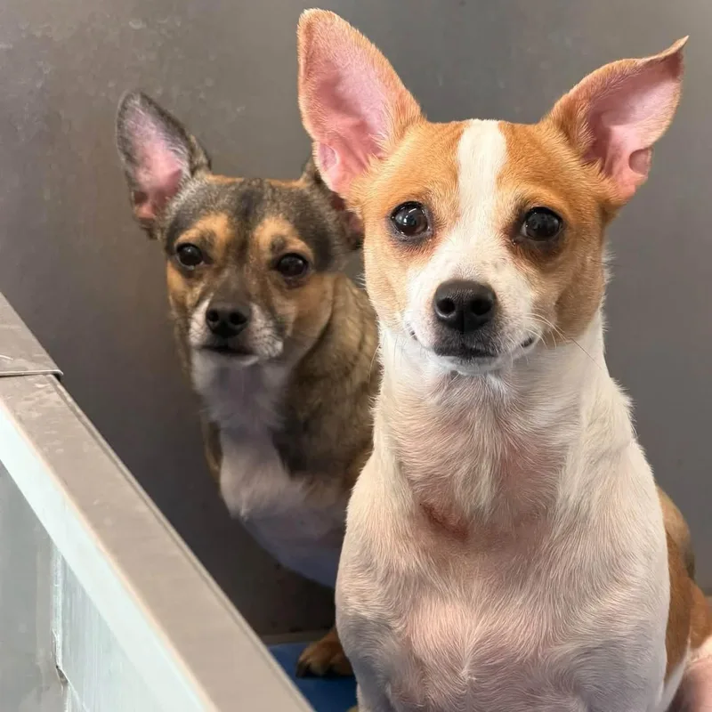 Chip & Kona thumbnail 3