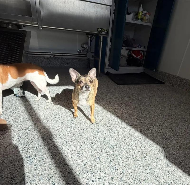 Chip & Kona thumbnail 4