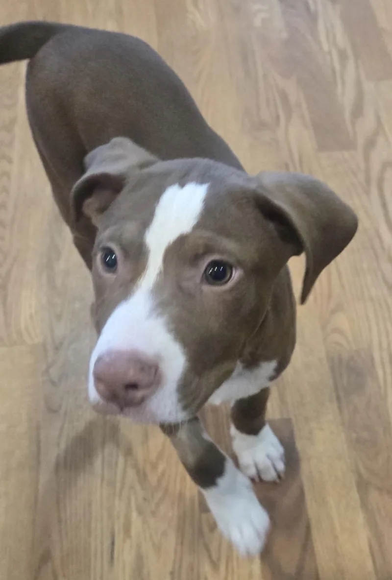 A baby medium-sized male Brown / Chocolate Terrier dog named Whiskey for adoption in Schertz, TX