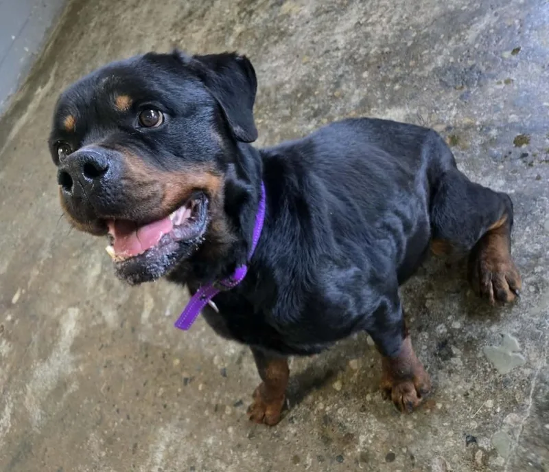 An adult large-sized male Rottweiler dog named Boromir for adoption in Warren, MI