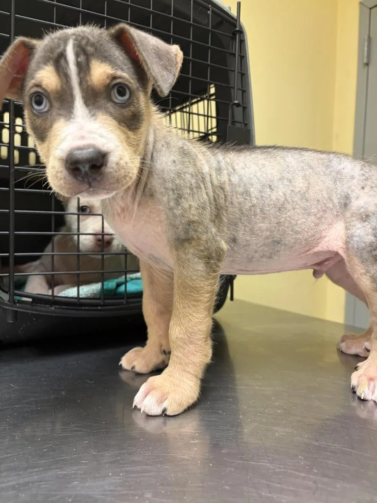 A baby medium-sized male Mixed Breed dog named Rice Crispy for adoption in Florence, SC