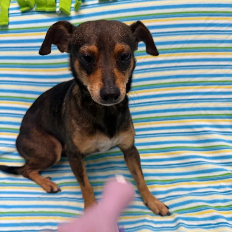 A young small-sized male Black Chihuahua dog named Miguel for adoption in Houston, TX