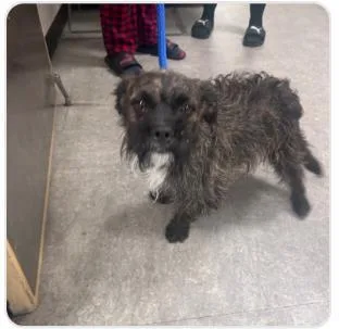 An adult medium-sized male Mixed Breed dog named Tibby for adoption in West Chester, PA
