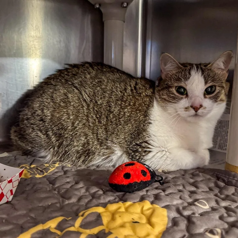 An adult large-sized female White Domestic Short Hair cat named Anna for adoption in Kennebunk, ME