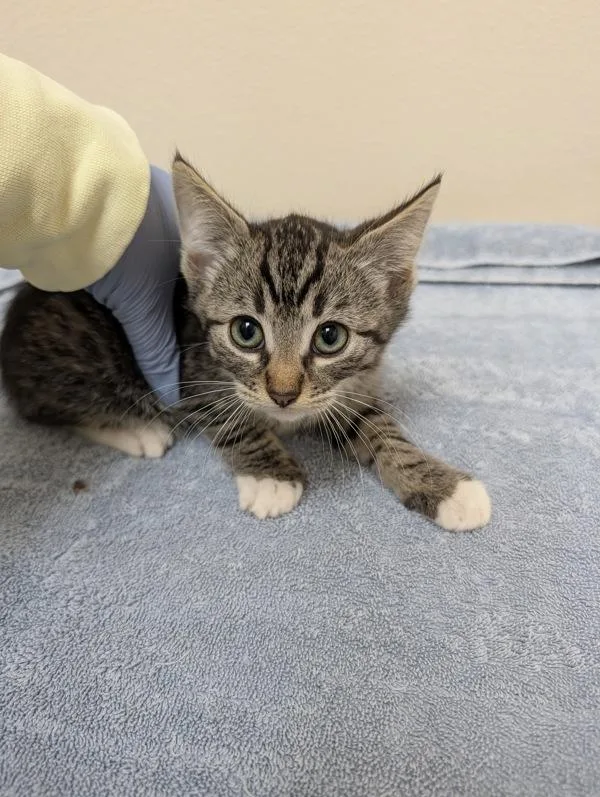 A baby small-sized male Domestic Short Hair cat named Marcus for adoption in Sherwood, OR