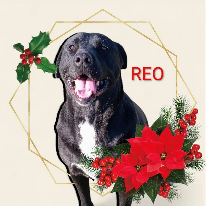 Reo