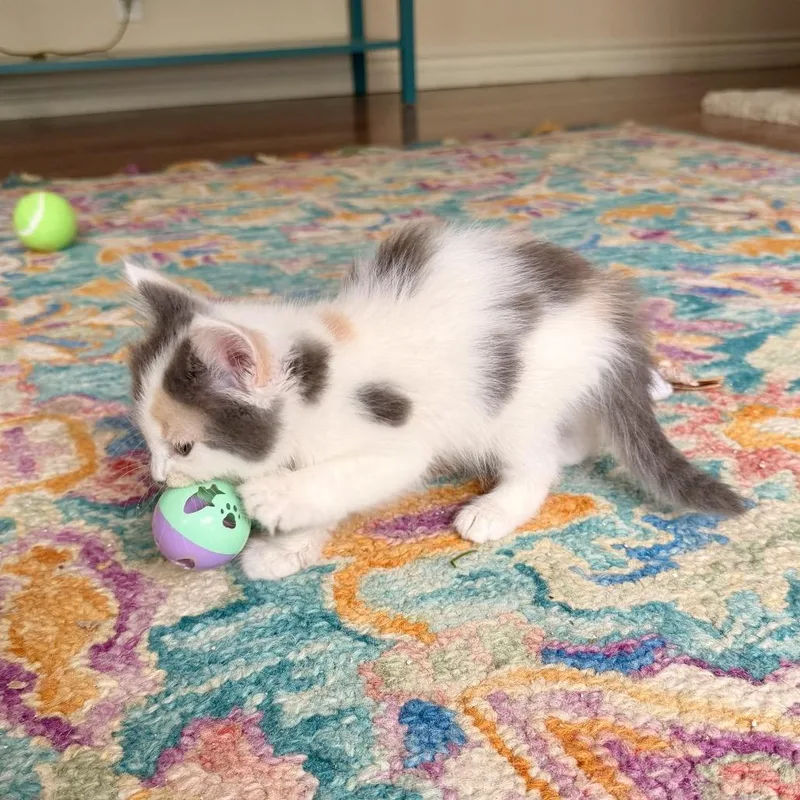 A baby small-sized female Calico Domestic Medium Hair cat named Catalina for adoption in Tustin, CA