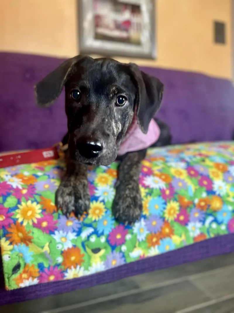 A baby large-sized female Labrador Retriever dog named Rosie Lonestar for adoption in Rockaway, NJ