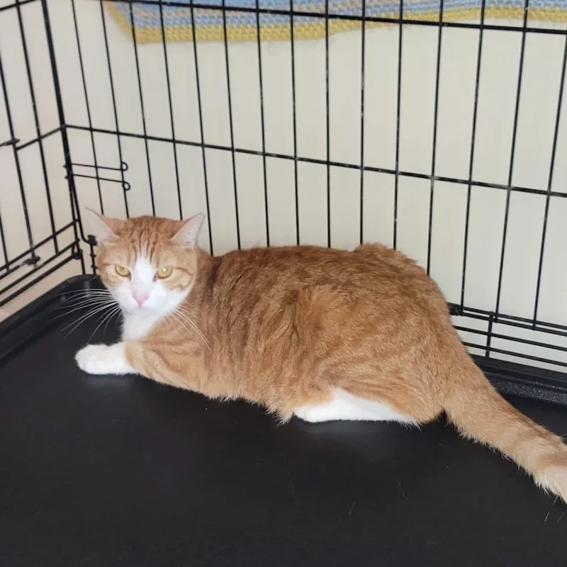 A young small-sized female Orange / Red Domestic Short Hair cat named Madrid for adoption in Long Island City, NY