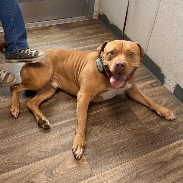 An adult large-sized male Pit Bull Terrier dog named Buford for adoption in San Diego, CA